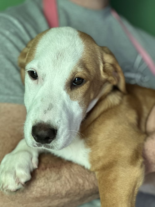 Simmer Pot available 10/24, Labrador Retriever / Beagle / Mixed