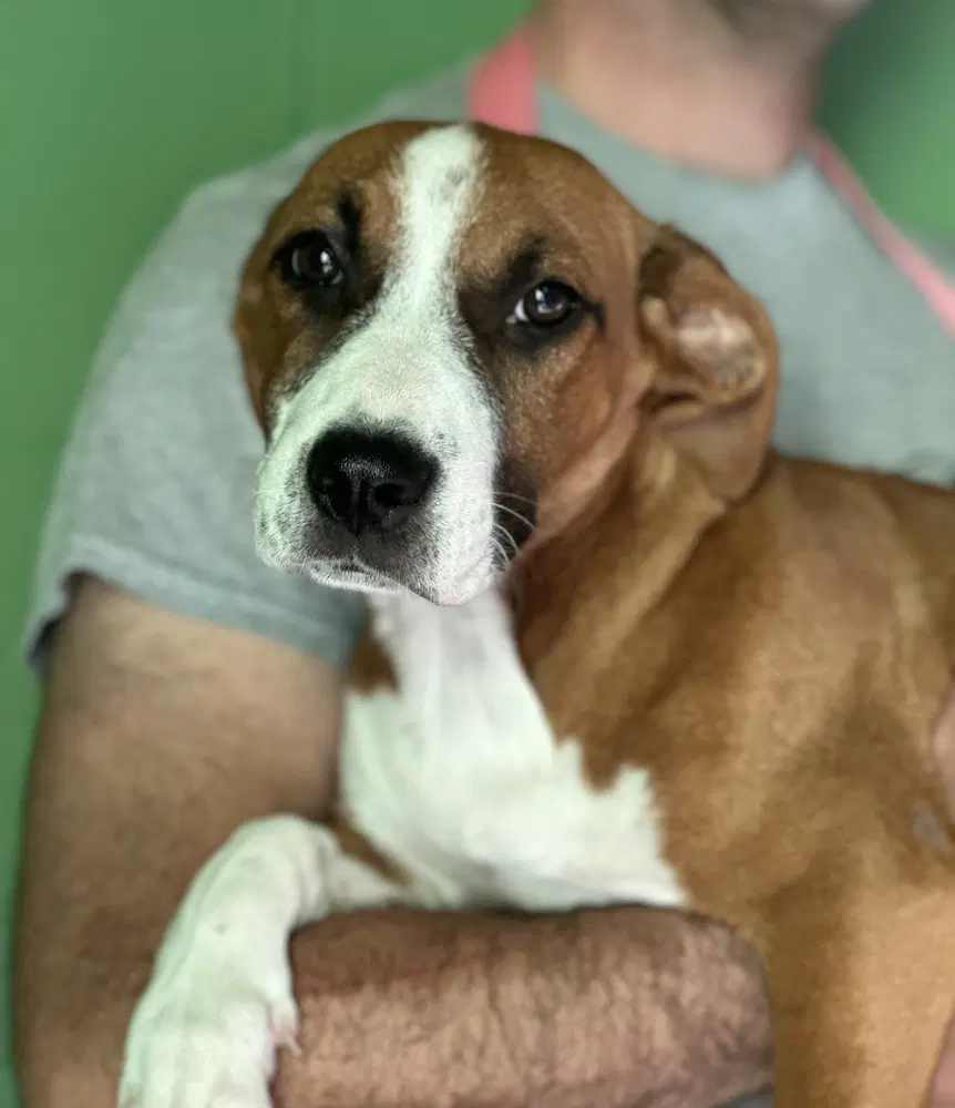 Bonfire Available - Labrador Retriever