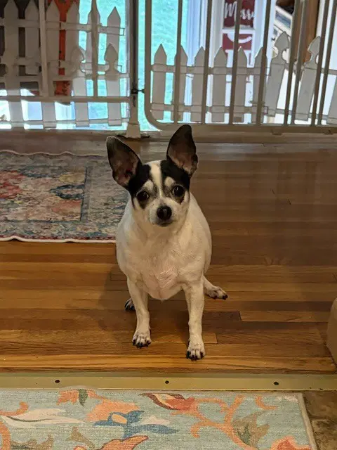 Gracie - Chihuahua