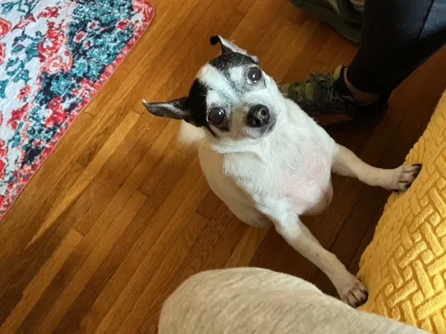 Gracie image 2