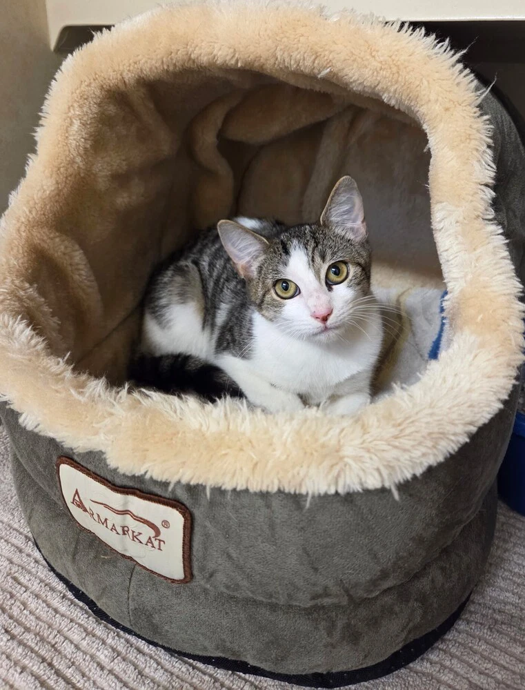 Jazz - Available