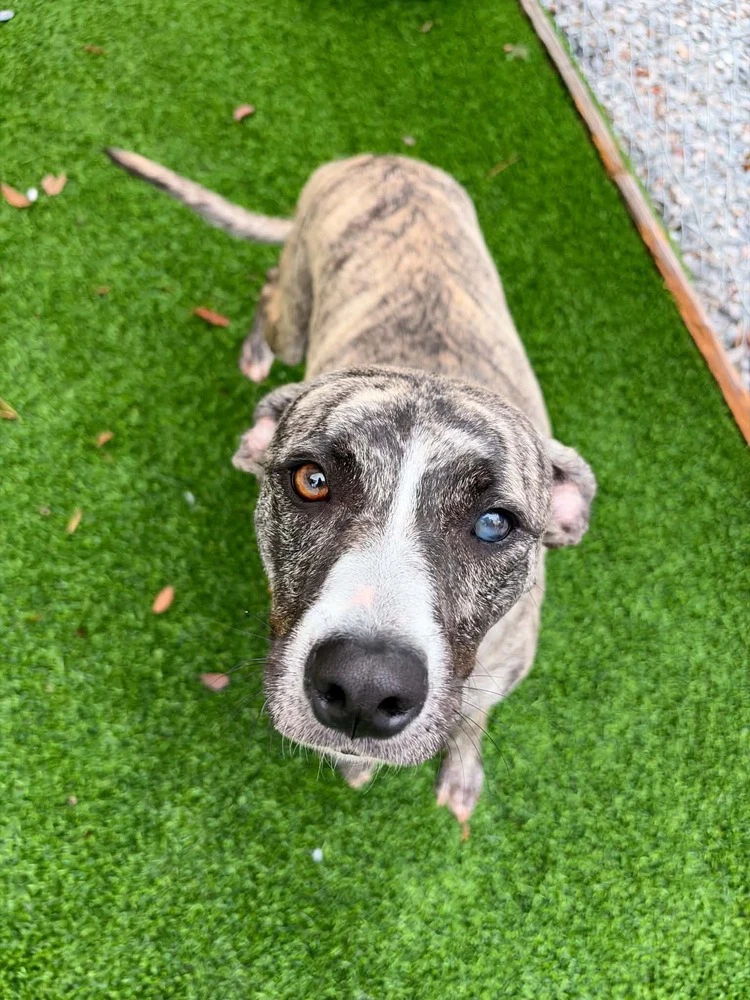Annie Available