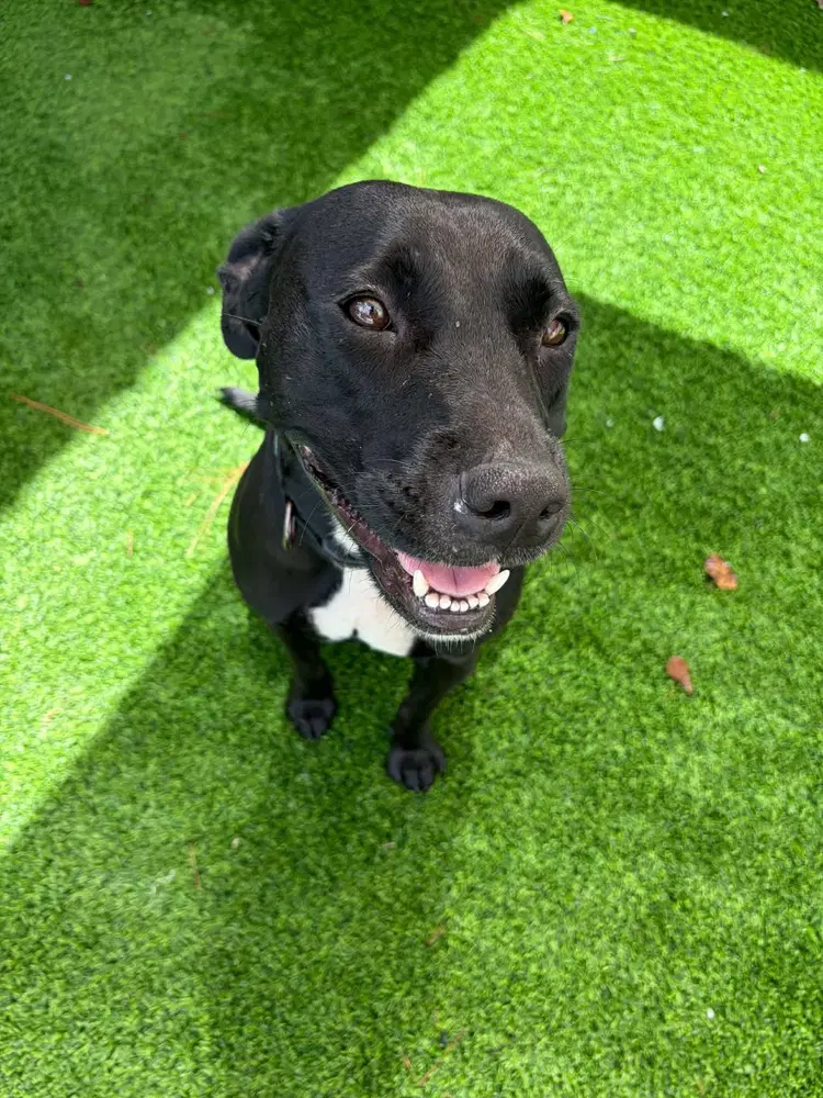 Eve Available - Labrador Retriever