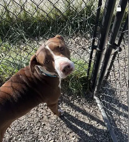 Sugar Available - Labrador Retriever
