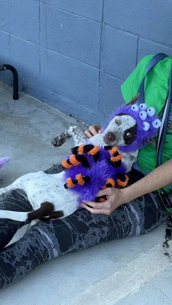 Maggie Available - German Shorthaired Pointer