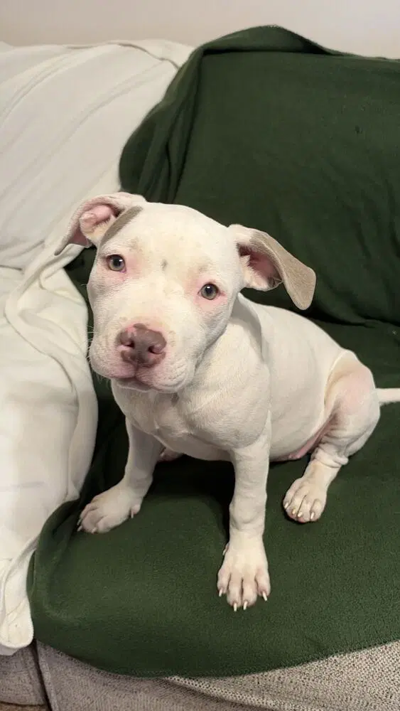 Pearl Available - American Bulldog