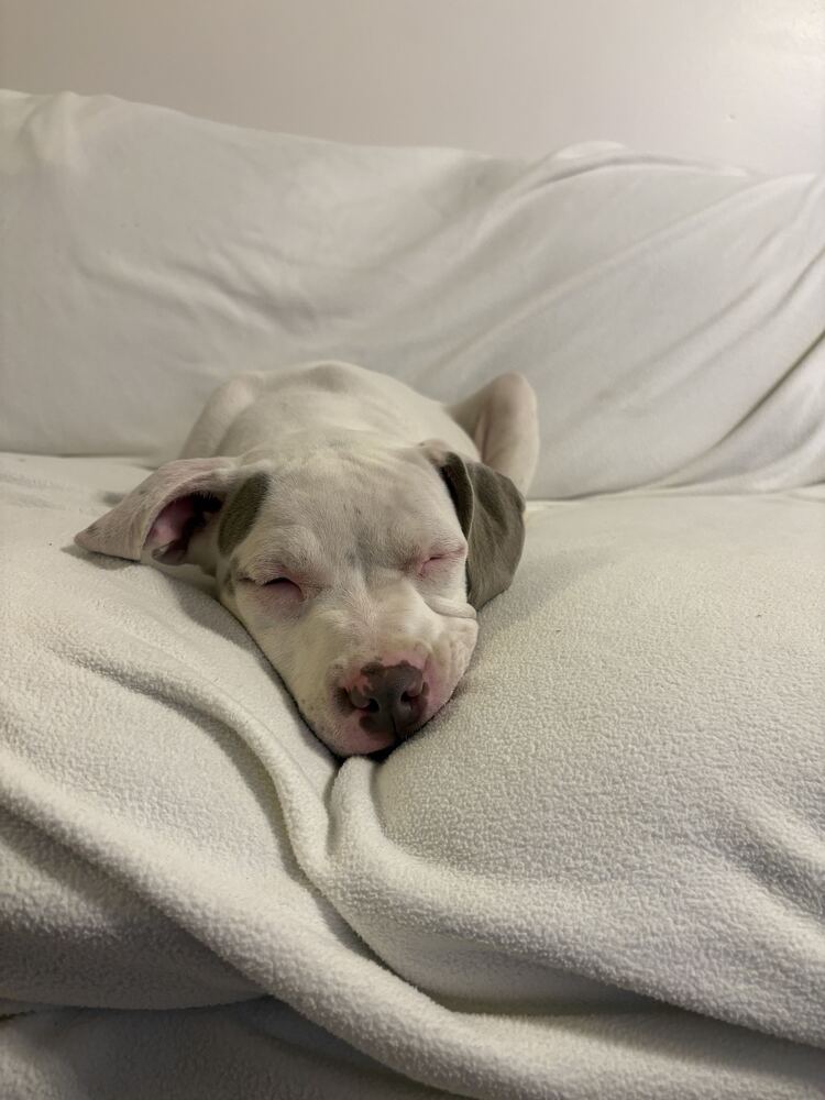Pearl available 10/30, photo 2