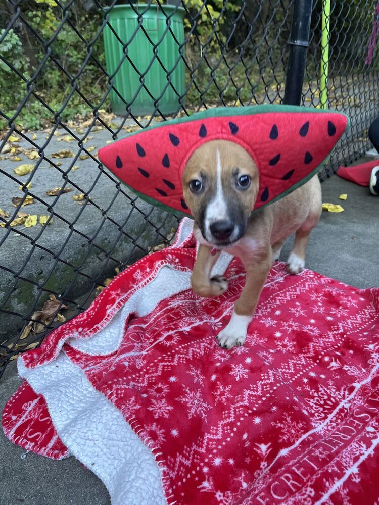 Cannoli available 10/30