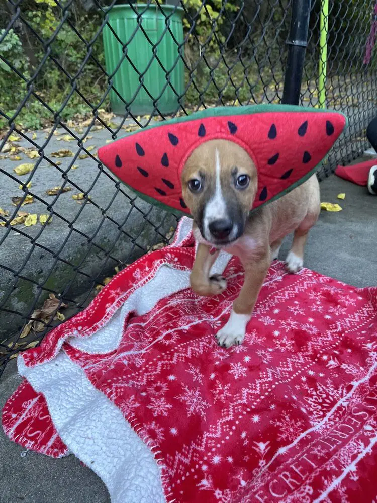 Cannoli Available - Shepherd