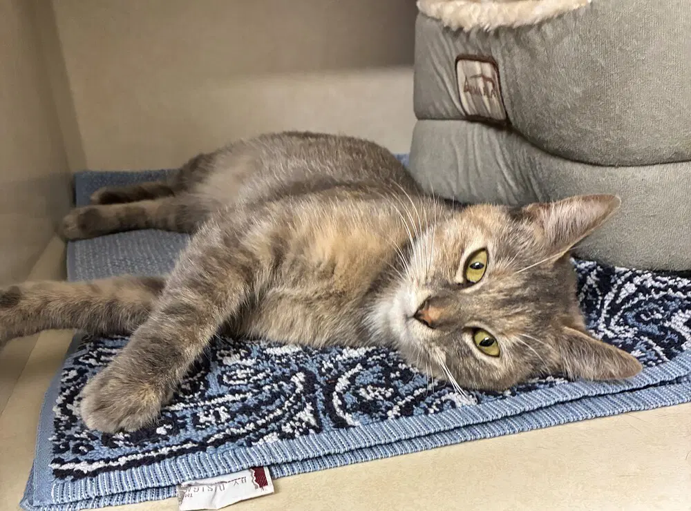 Anais - Available - Domestic Short Hair