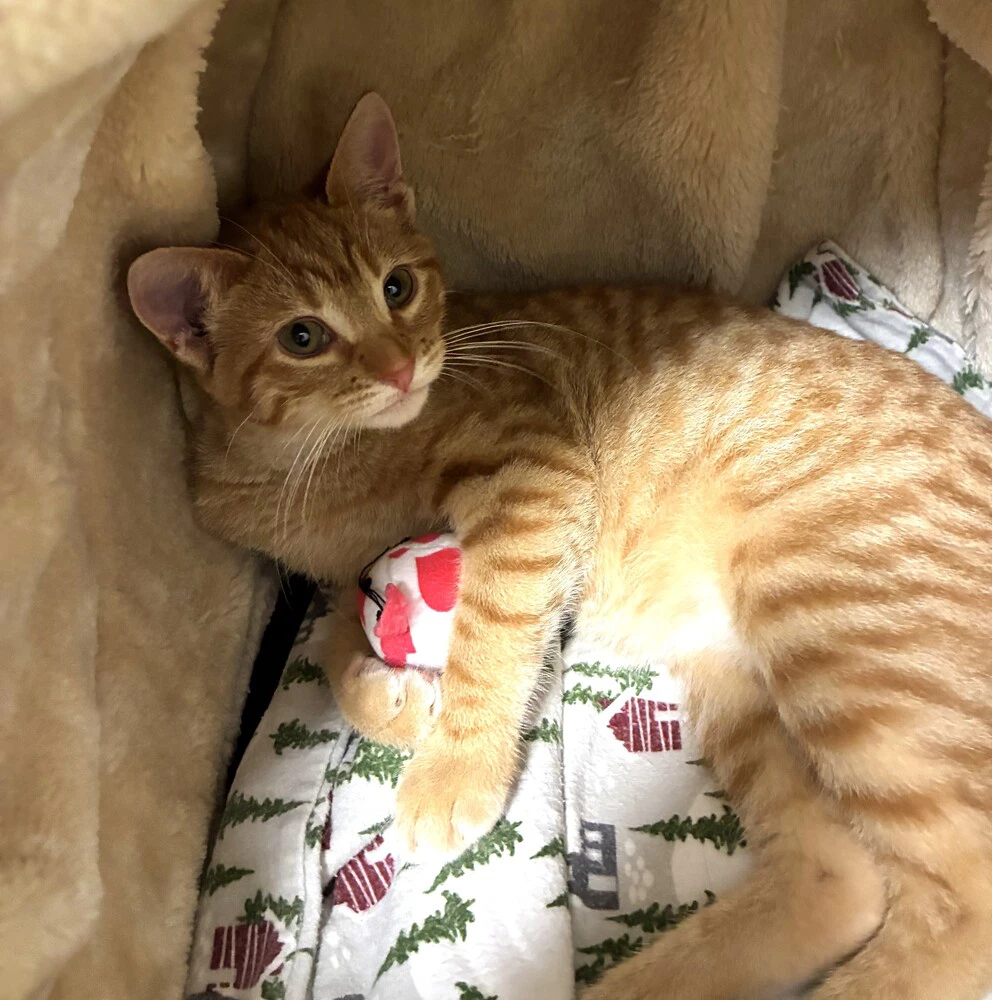 Tigerlily - Available