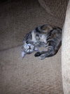 Clementine