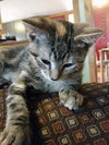Clementine