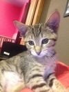 Tigerlily