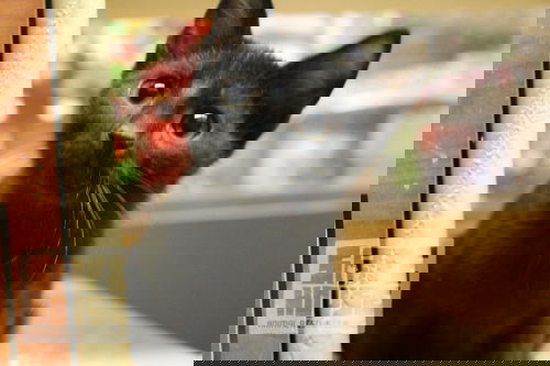 Licorice