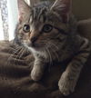 Jynx