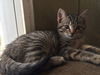 Jynx