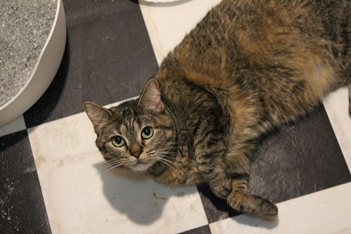 Estelle