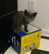 Jellybean