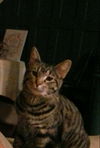 Tig Jr., aka Tiggy