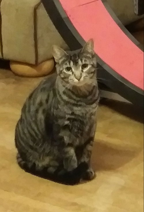 Tig Jr., aka Tiggy