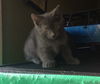 Leif