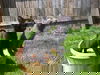 Leif