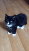 Luca