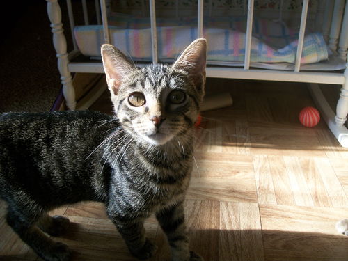Henry