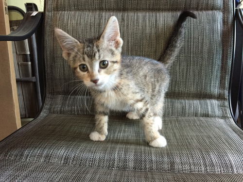 Leela