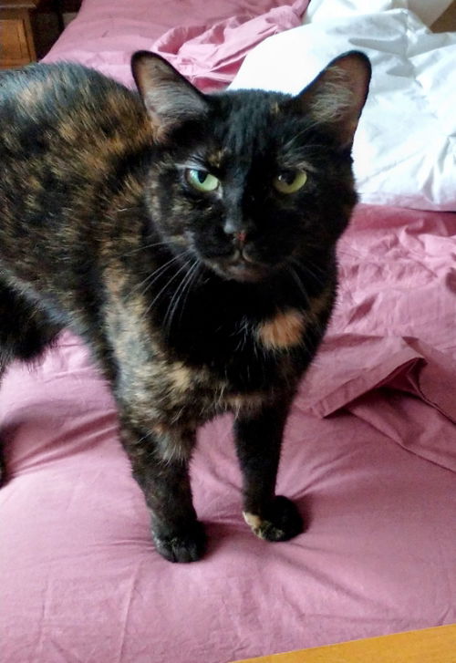 Hazel