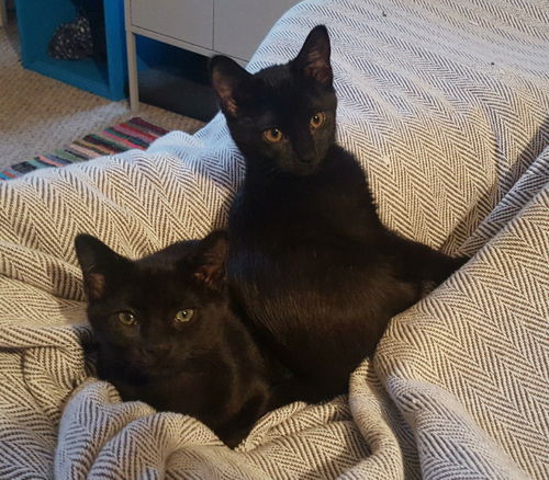 Kimchi