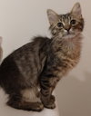 Cosmo