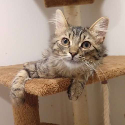 Cosmo