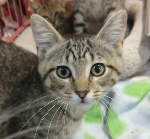 Lynx