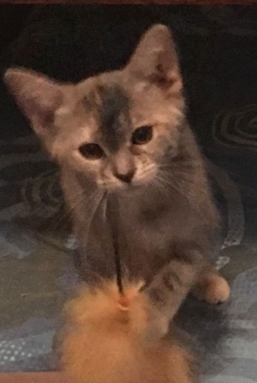 Bindi