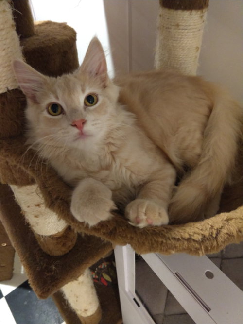 Creamsicle