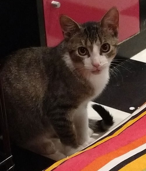 Binx