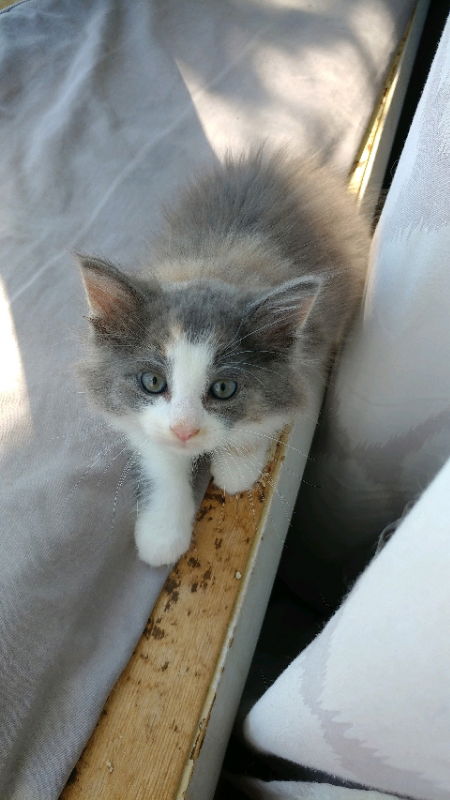 Evie