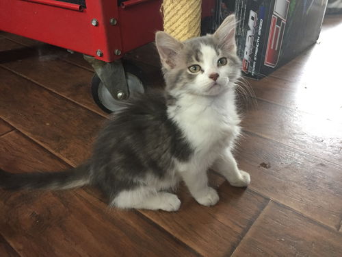 Luci