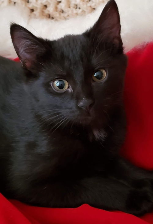 Jellybean