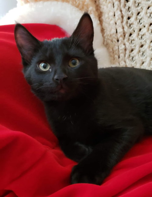 Cosmo