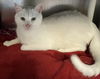 Smudge