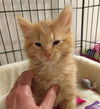 Bowie
