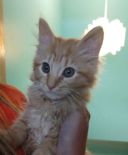 Bowie