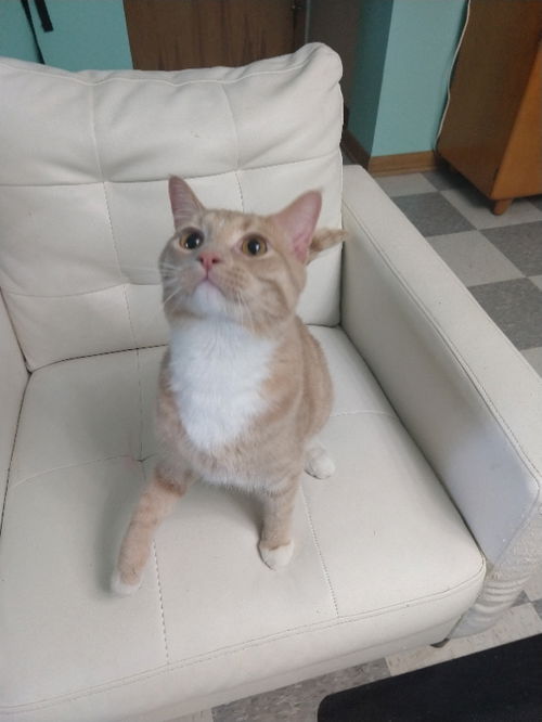 Kumar