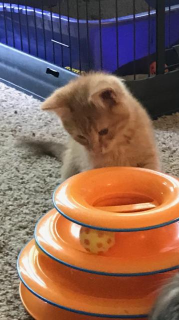 Dewey