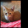 Dewey