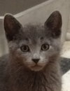 Clovis