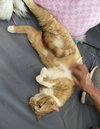 Peanut